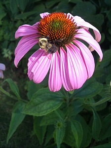 Bumblebee plant plants photo