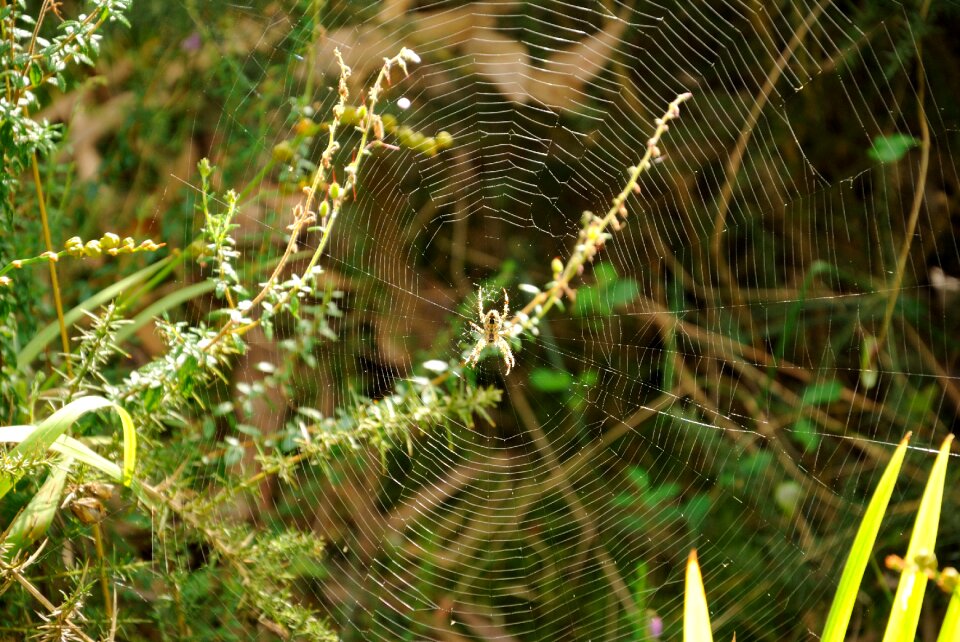 Spider web arachnid