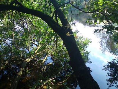 Tree water idyll