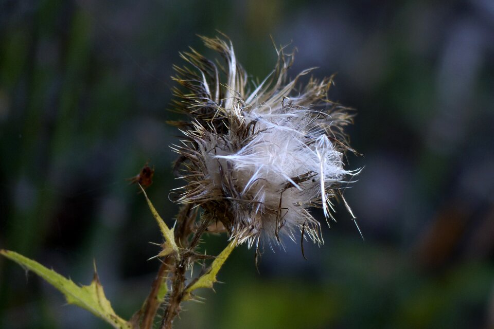 Meadow forest plant