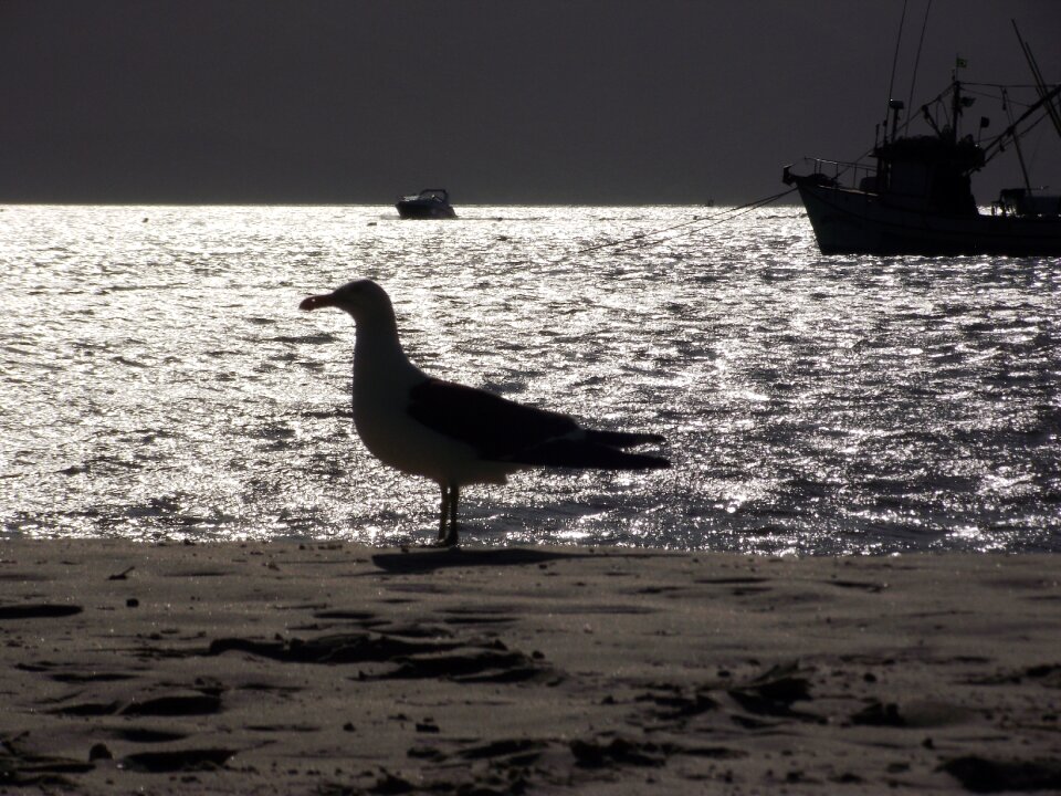 Bird mar beach