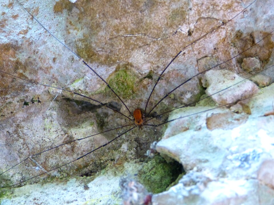 Animal legs creature