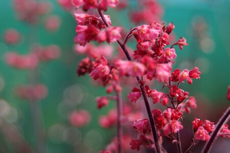 Pink petal beautiful photo