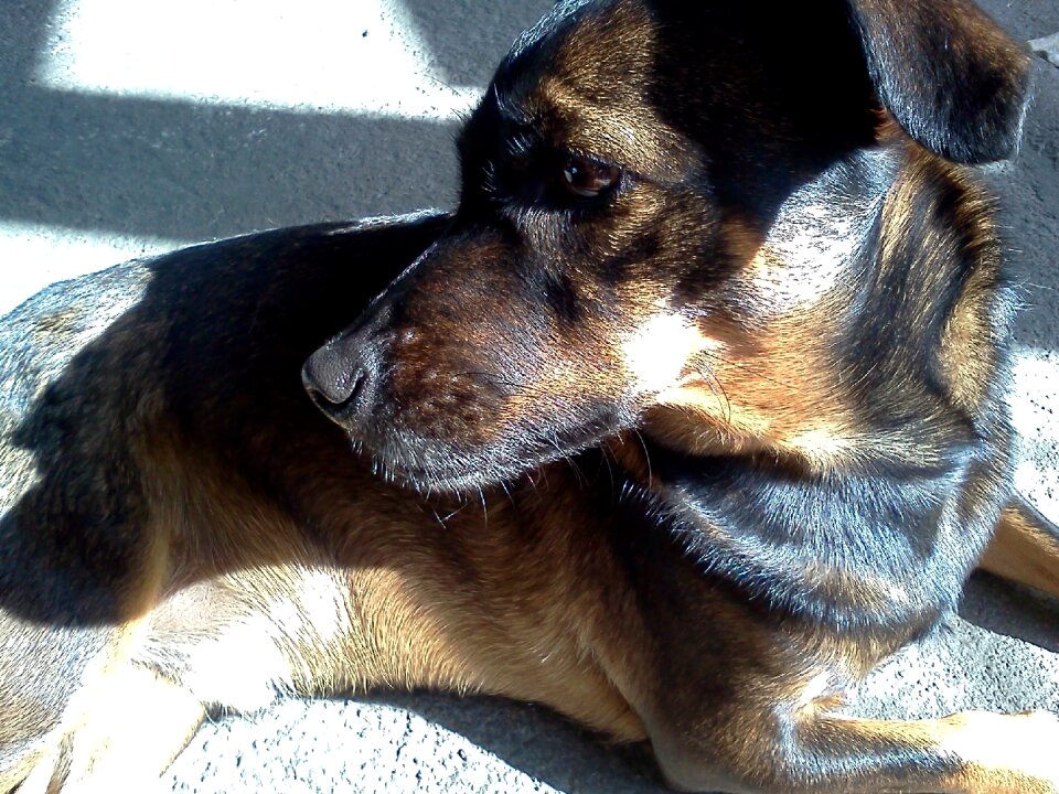 Pet domestic animals canine