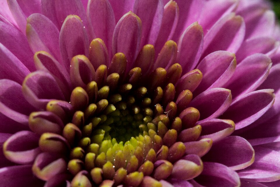 Autumn aster santini aster