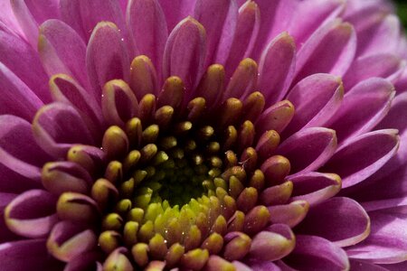 Autumn aster santini aster