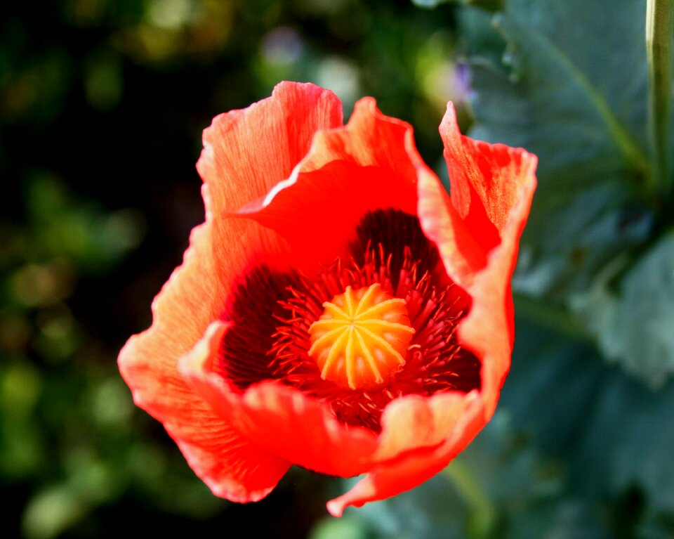 Red delicate sunlight
