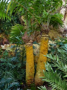 Palm leaf green nature