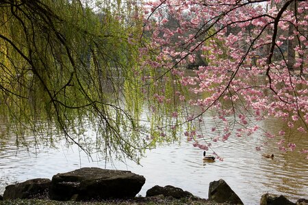 Spring bank tree photo