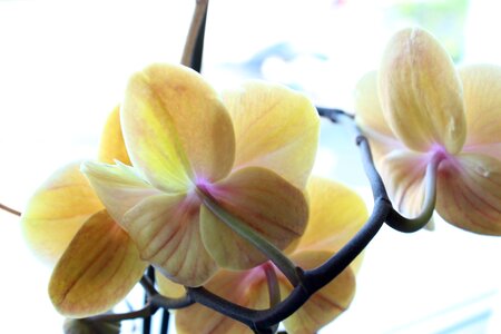 Bloom white plant