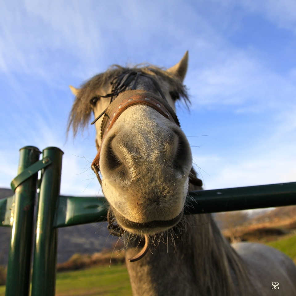Animal horses humor