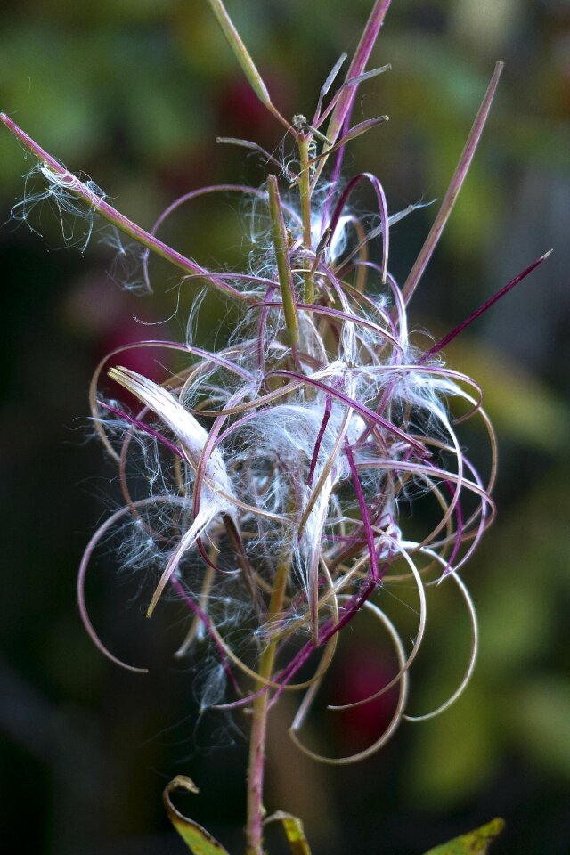 Wild plant meadow nature