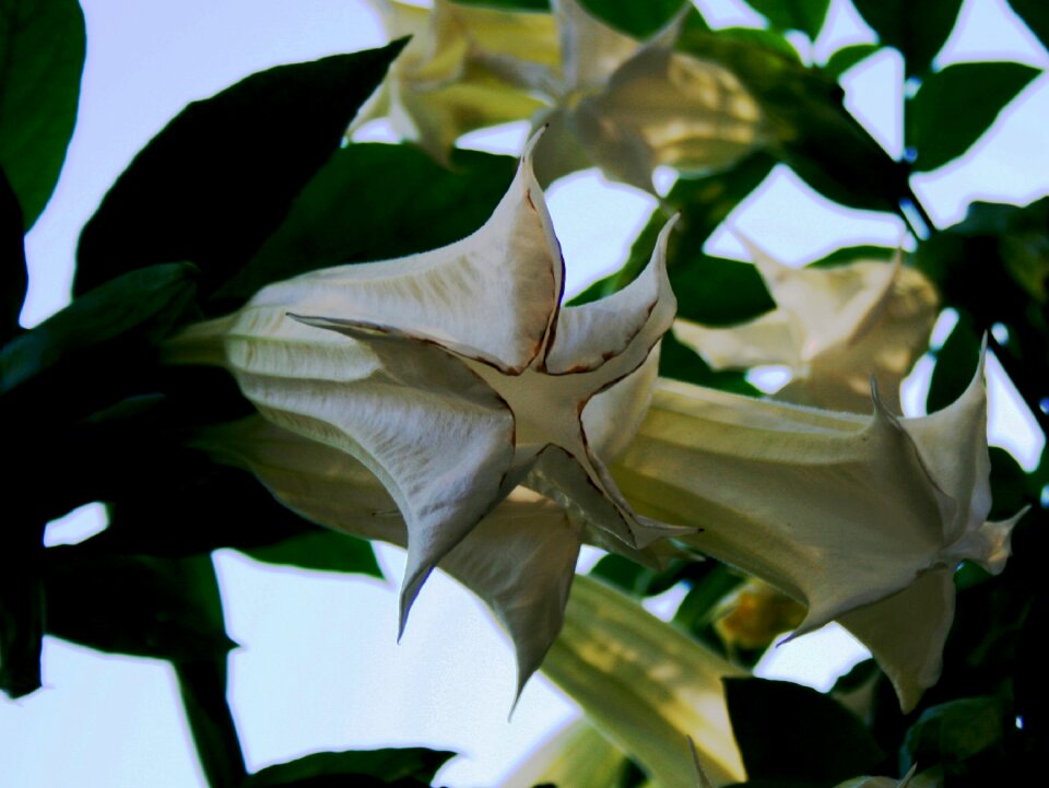 Green foliage garden light