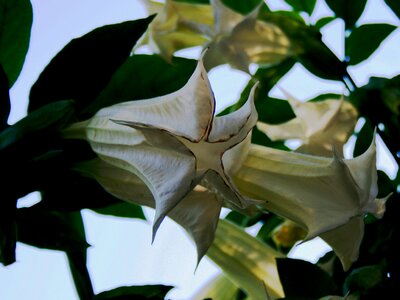 Green foliage garden light photo