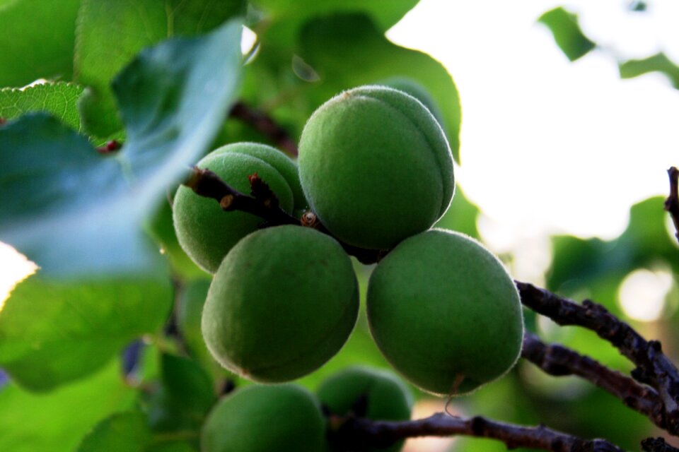 Swollen round branch