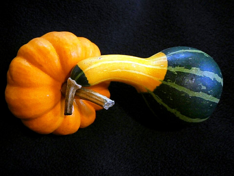 Miniature pumpkin decorative ribbed