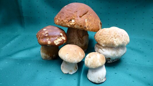 Galbraith steinplize boletus edulis mushroom