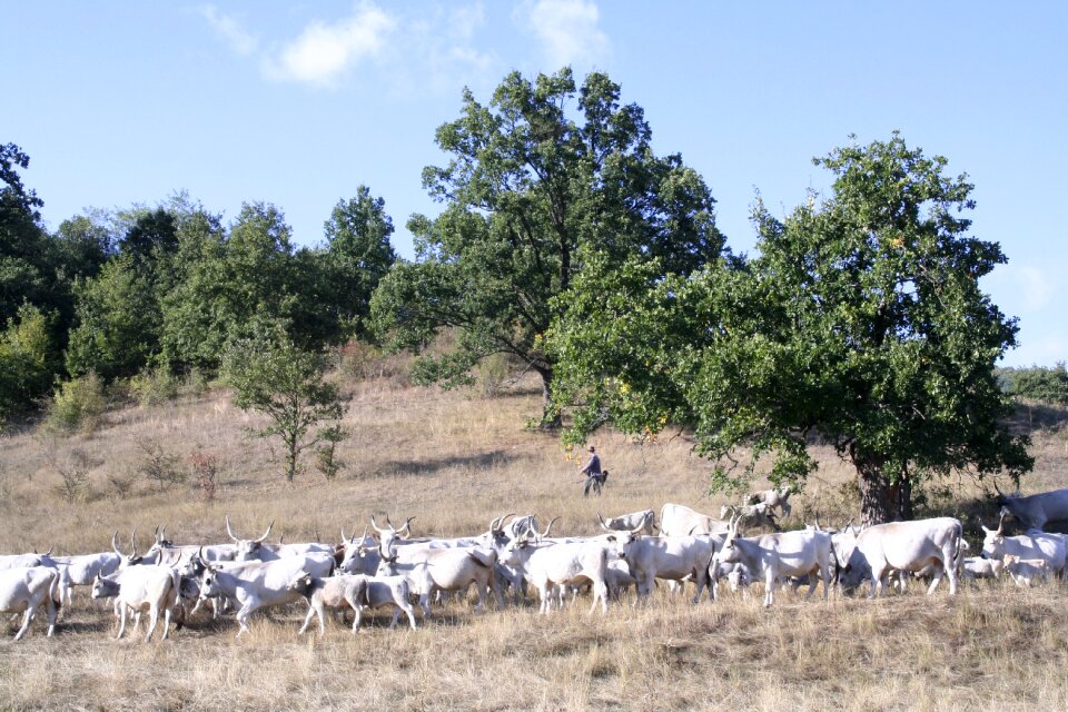 Bogács hungarian grey cattle robert gulya