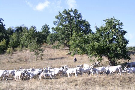 Bogács hungarian grey cattle robert gulya
