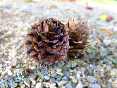 Conifer tap brown photo