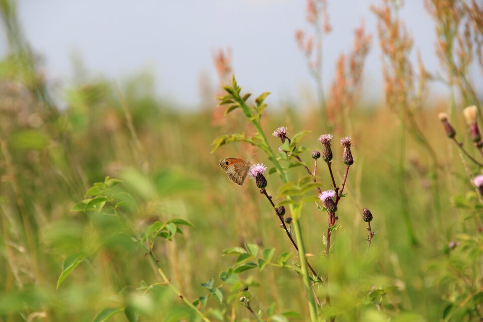 Meadow grass butterfly