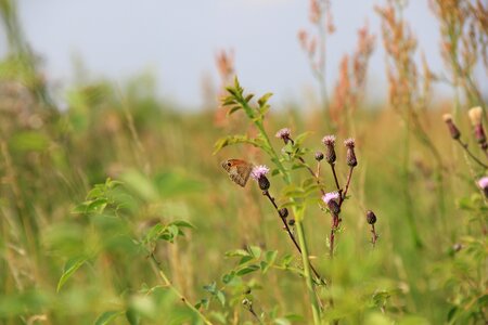 Meadow grass butterfly photo