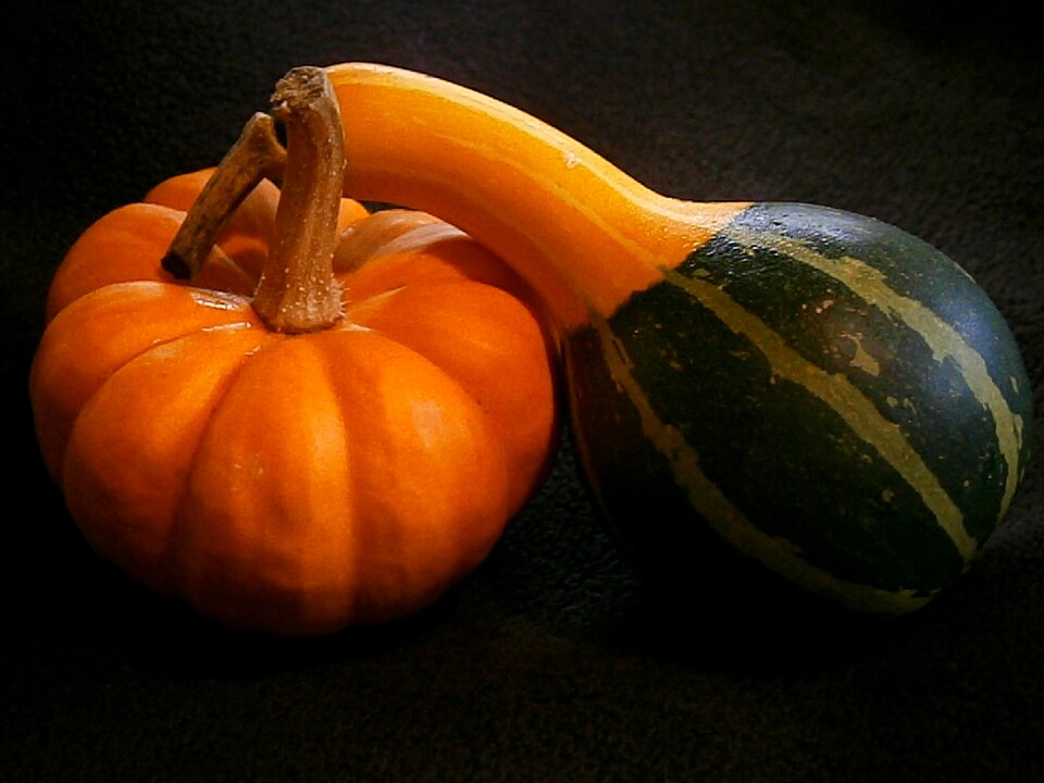 Miniature pumpkin decorative ribbed
