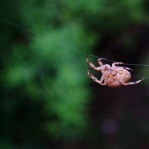 Web spider creepy macro photo
