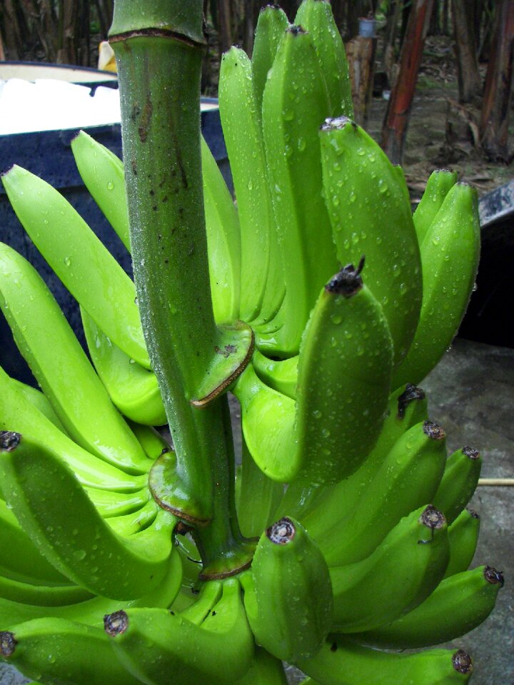 Bio ecuador harvest