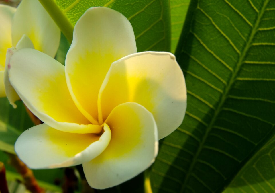 White yellow frangipani plumeria