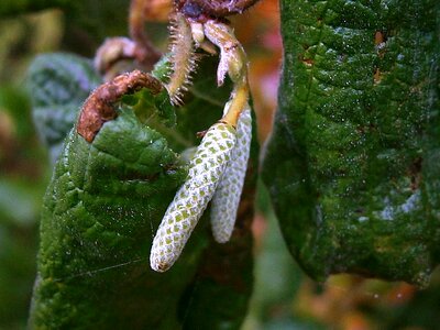 Bush ornamental shrub white photo