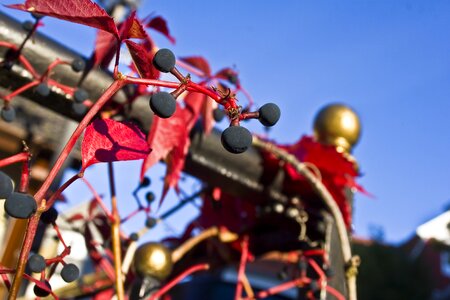 Wild fouling wine partner