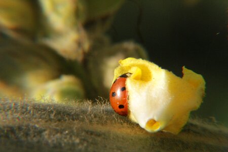 Scale insects insect photo insect