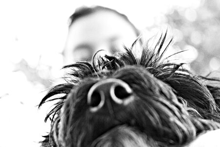 Animals pet cute
