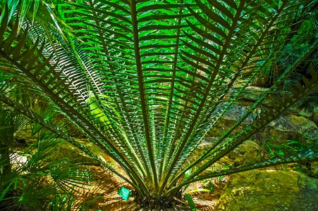 Palm prickly green