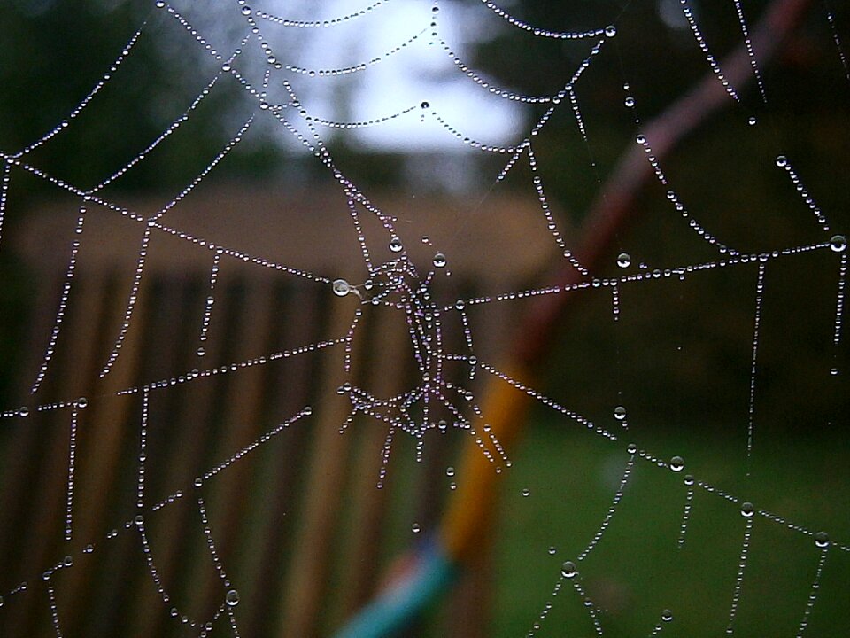 Drip drop of water nature