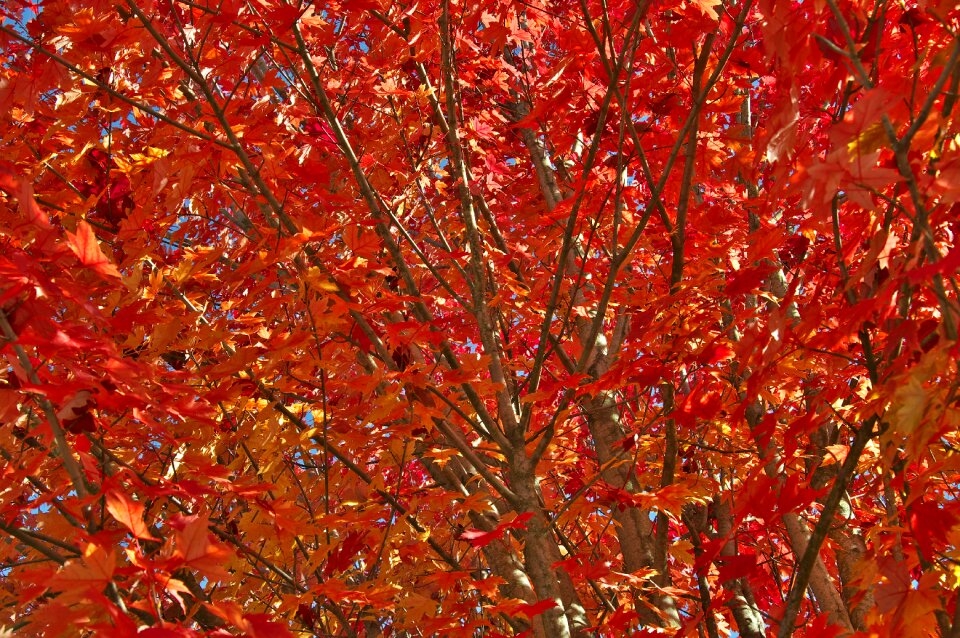 Leaves tree red