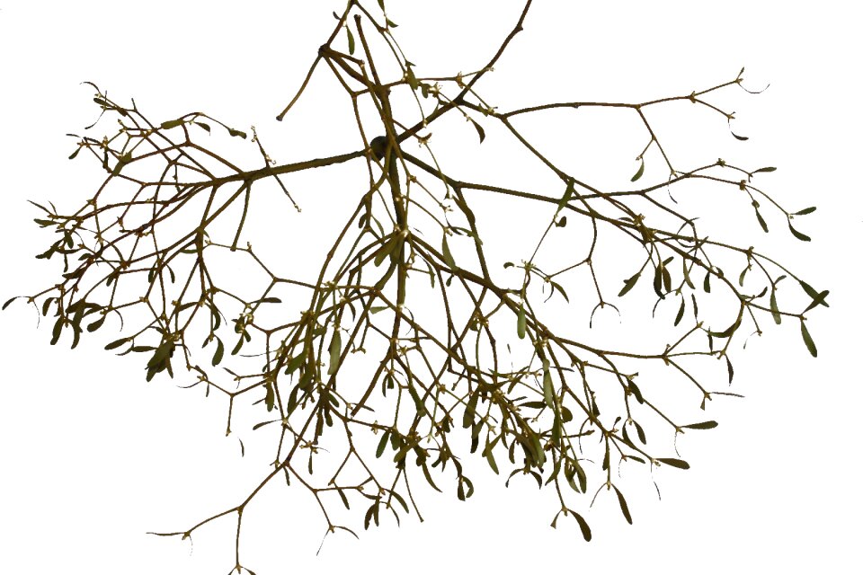 Tree parasite green