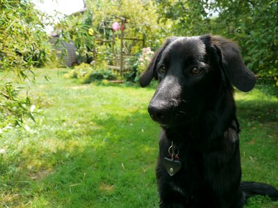 Schäfer dog summer black