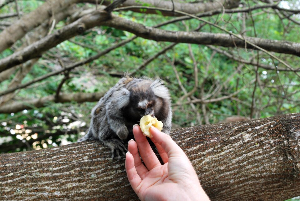 Monkeys nature wild