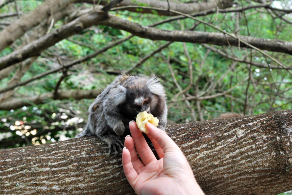 Monkeys nature wild photo