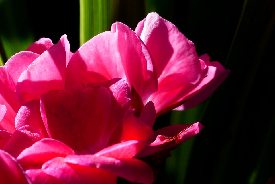 Flower plant close-up