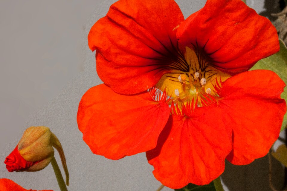 Sepals nasturtium family brassicales photo