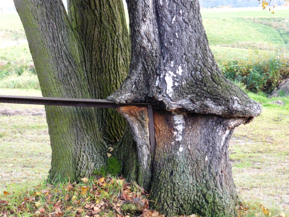 Beauty waxed handrail tree