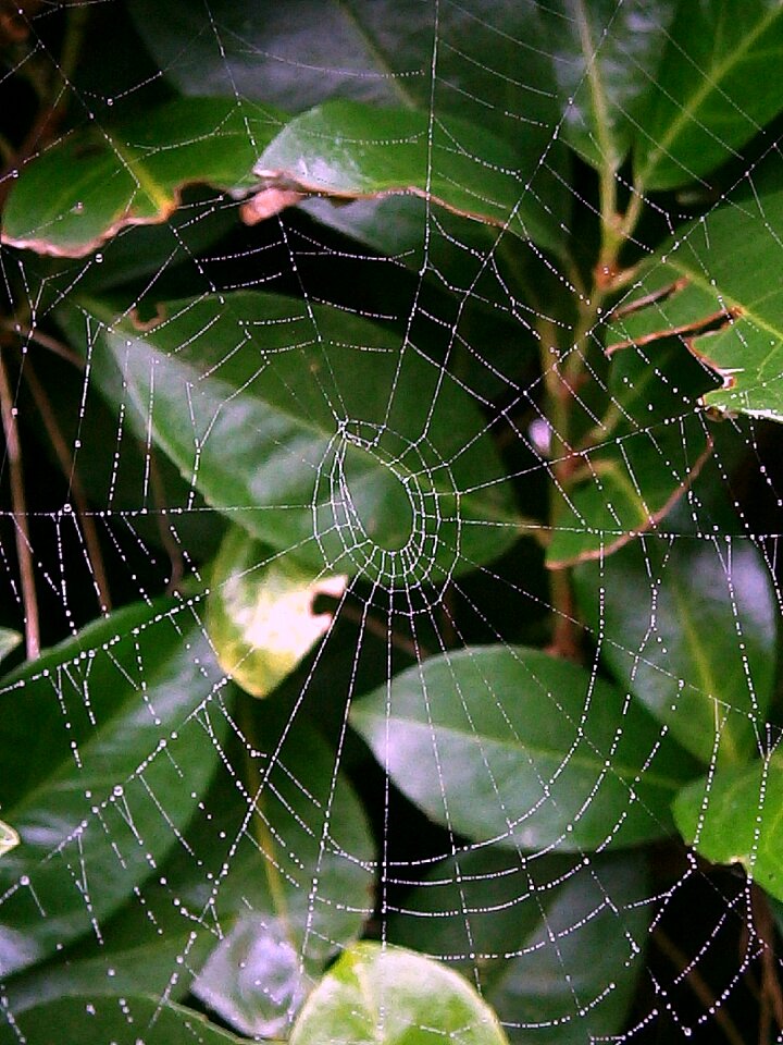 Droplets drip water
