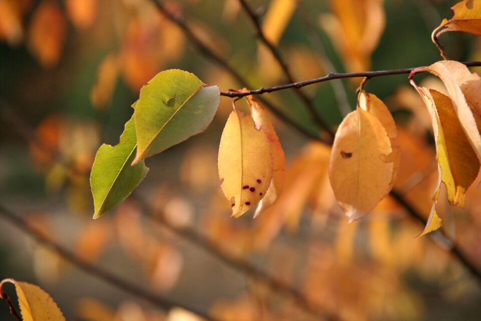 Leaves golden autumn golden october