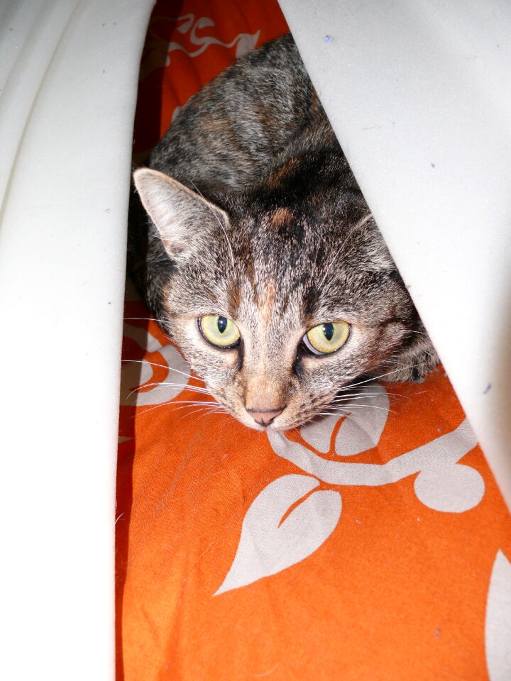 Cat's eyes curious anxious