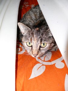 Cat's eyes curious anxious