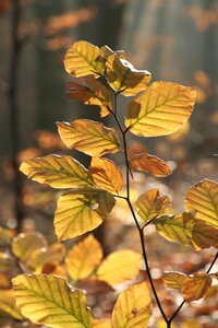 Golden golden autumn backlighting photo