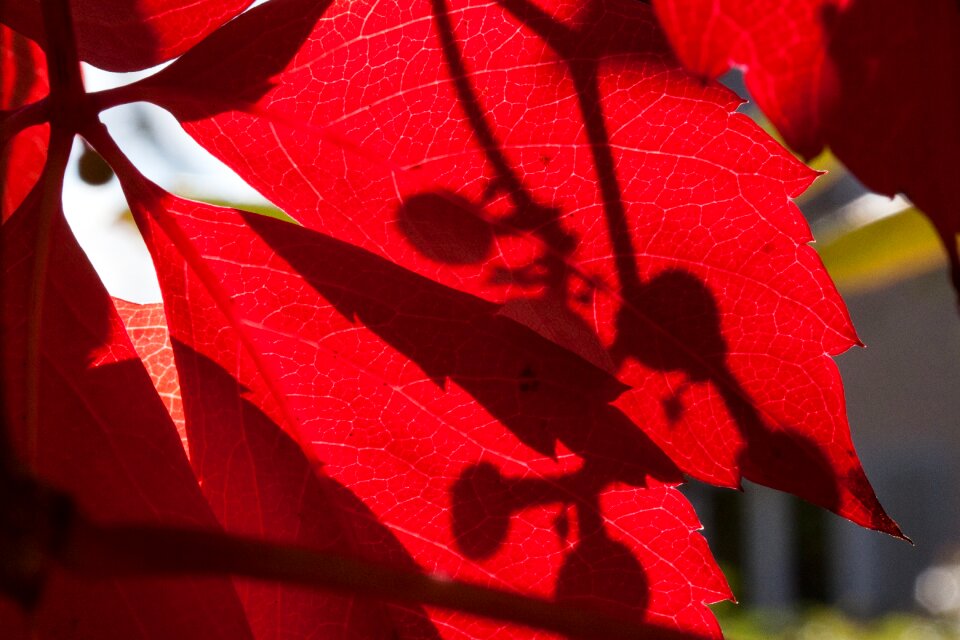 Leaves leaves in the autumn colorful